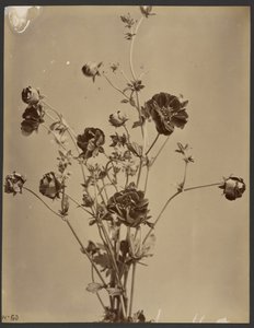 [Blomsterstudie] av Unknown artist