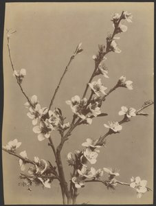 [Blomsterstudie med små hvite blomster] av Unknown artist