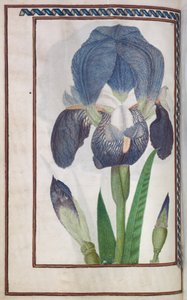 Florilegia av Unknown artist