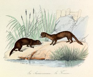 Fouine og Saricovienne klassifisert av Linnéene og Cuvier i quot;Completes de Buffonquot; (gravering) av Unknown artist