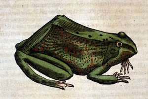 Frosk fra Historia Animalium av Conrad Gesner, Tiguri 1560. Biblioteca nazionale Braidense. Milan av Unknown artist