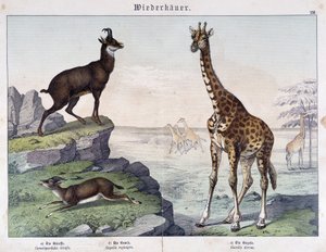 Sjiraff, gems og gaselle - i "" Histoires naturelle des mammals"", red. Schreiber av Unknown artist