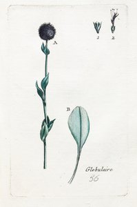 Globulær av Unknown artist