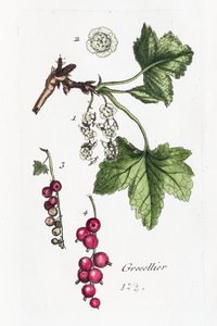 Stachelbeere von Unknown artist