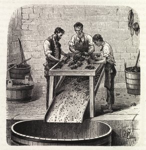 Sortering av druene på et rutenett under prosessen med å lage vinen av overlegen kvalitet fra Burgund. Gravering fra slutten av 1800-tallet av Unknown artist