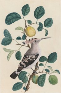 Hoopoe på en sitrustregren av Unknown artist