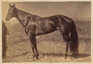 [Hest på en mark] av Unknown artist