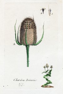 Strømpetistel av Unknown artist