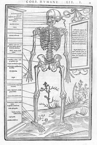 Menneskeskjelett, fremre del. Anatomisk plate av "" De dissectione partium corporis humani libri tre... "" Carlo Stefano Riverio, Paris 1545 av Unknown artist