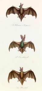 Illustrasjon fra boken «Buffons komplette verker»: Firfotingene: Bat souris (gravering) av Unknown artist