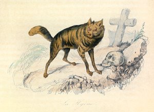 Illustrasjon fra boken «Buffons komplette verker»: Firbeinene: Hyenen (gravering) av Unknown artist