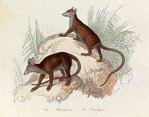 Illustrasjon fra boken «Buffons komplette verker»: De firbeinte: Murmeldyret og sarigueen (gravering) av Unknown artist