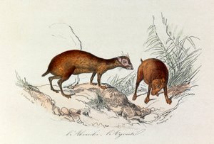 Illustrasjon fra boken «Buffons komplette verker»: Firbeinene: L#39;akouchi et l#39;agouti (gravering) av Unknown artist