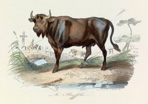 Illustrasjon fra boken «Buffons komplette verker»: Firfotingene: Buffalo (gravering) av Unknown artist
