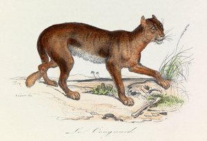 Illustrasjon fra boken «Buffons komplette verker»: Firfotingene: Pumaen (gravering) av Unknown artist