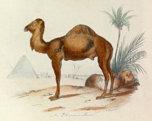Illustrasjon fra boken «Buffons komplette verker»: Firbenet: Dromedaren (gravering) av Unknown artist