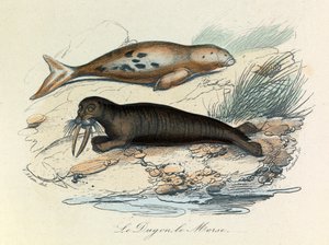 Illustrasjon fra boken «Buffons komplette verker»: Firfotingene: Dugonen og hvalrossen (gravering) av Unknown artist