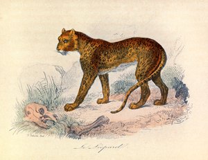 Illustrasjon fra boken «Buffons komplette verker»: Firbeinene: Leoparden (gravering) av Unknown artist