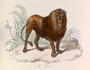 Illustrasjon fra boken «Buffons komplette verker»: Firbeinene: Løven (gravering) av Unknown artist