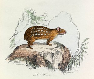 Illustrasjon fra boken «Buffons komplette verker»: Firfotingene: Pacaen (gravering) av Unknown artist