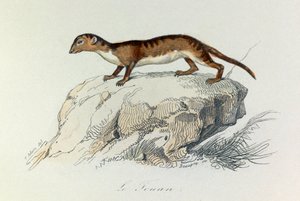 Illustrasjon fra boken «Buffons komplette verker»: Firfotingene: Touanen (gravering) av Unknown artist