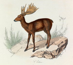 Illustrasjon fra boken «Buffons komplette verker»: Firfotingene: Elanen (gravering) av Unknown artist