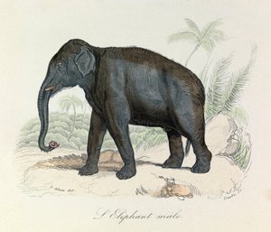 Illustrasjon fra boken «Buffons komplette verker»: Firbeinene: Hannelefanten (gravering) av Unknown artist