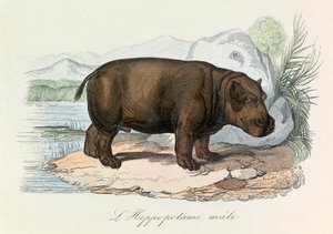 Illustrasjon fra boken «Buffons komplette verker»: Firbeinene: Flodhesten (gravering) av Unknown artist