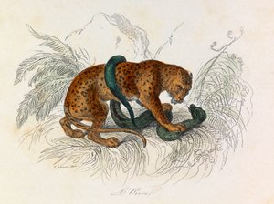 Illustrasjon fra boken «Buffons komplette verker»: Firfotingene: Unsen (gravering) av Unknown artist