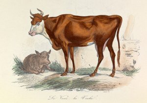 Illustrasjon fra boken «Buffons komplette verker»: Dyr: Kusken og kalven hennes (gravering) av Unknown artist