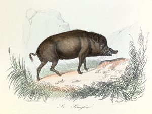 Illustrasjon fra boken «Buffons komplette verker»: Les animaux: Le boar (gravering) av Unknown artist