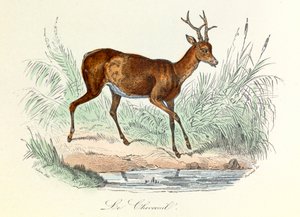 Illustrasjon fra boken «Buffons komplette verker»: Les animaux: Le deer (gravering) av Unknown artist