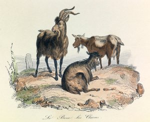 Illustrasjon fra boken «Buffons komplette verker»: Les animaux: Le goat et les geiter (gravering) av Unknown artist