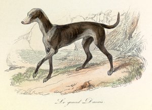 Illustrasjon fra boken «Buffons komplette verker»: Les animaux: Den store danske skapningen (gravering) av Unknown artist