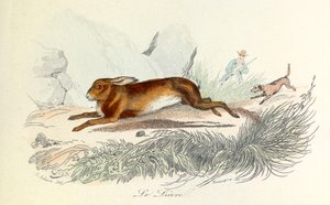 Illustrasjon fra boken «Buffons komplette verker»: Les animaux: Le hare (gravering) av Unknown artist