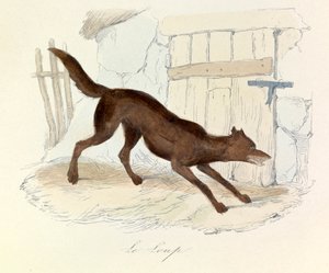 Illustrasjon fra boken «Buffons komplette verker»: Les animaux: Le loup (gravering) av Unknown artist