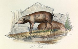 Illustrasjon fra boken «Buffons komplette verker»: Les animaux: Le pichon (gravering) av Unknown artist