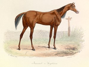 Illustrasjon fra boken «Buffons komplette verker»: Dyr: Engelsk hoppe (gravering) av Unknown artist