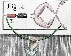 Illustrasjon av eksperimenter av Luigi Galvani, italiensk fysiker og lege (1737 - 1798) som forklarer passasjen av elektrisk strøm som beveger bena til en frosk. av Unknown artist