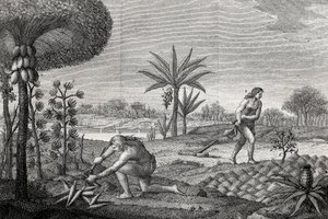 Urfolk som arbeider på landet i Orenoque-bassenget i Colombia. Gravering 1780 av Unknown artist