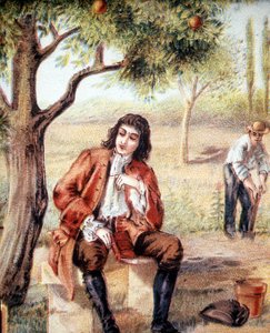 Isaac Newton (1642-1727), engelsk matematiker, fysiker og astronom, finner gravitasjonsteorien ved å observere fallet til et epletre, en illustrasjon av det 19. århundre. av Unknown artist