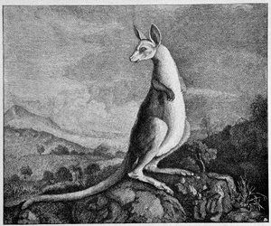 Kenguru fra tegningen av kaptein Cook som oppdaget ham i Australia - fra en kobbergravering fra 1774 av Unknown artist