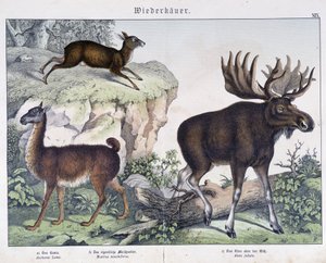 Lama, elg (elg) - i "" Natural historier of pattedyr", red. Schreiber av Unknown artist