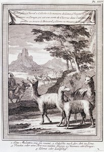 Lamaer fra Peru - i "" Historical Journey of South America utført etter ordre av kongen av Spania av Don George Juan og Don Antoine de Ulloa"", T.1, ved C.A. Jombert, Librairie du Roi, Paris av Unknown artist