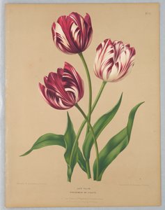 Sene tulipaner / Bybloemen eller fioler av Unknown artist