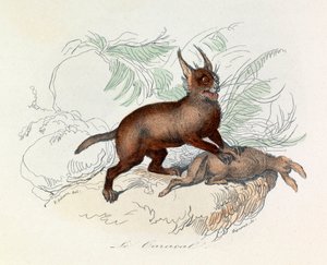 Karakal (Felis caracal) er et firbenet pattedyr i familien Felidae (gravering) av Unknown artist
