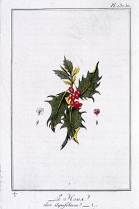 The Holly (Ilex Aquifolium) - i "Exercises in botany for the use of traders", skrevet av J.C. Philibert, Imprimerie de Crapelet, Paris av Unknown artist