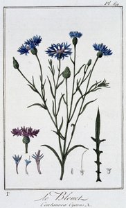 Kornblomsten (Centaurea Cyanus) - i "Øvelser i botanikk til bruk for handelsmenn", skrevet av J.C. Philibert, Imprimerie de Crapelet, Paris av Unknown artist