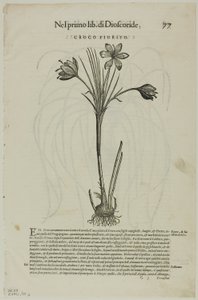 Blad fra Discorsi av Petrus Andreas Matthiolus, plate 99 fra Tresnitt fra Books of the XVI Century av Unknown artist