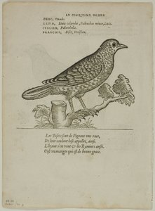 Blad fra Portraits d#39;Oyseaux, plansje 70 fra Tresnitt fra bøker fra det XVI århundre av Unknown artist